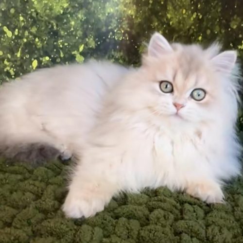 изображение_viber_2025-07-14_17-59-31-856