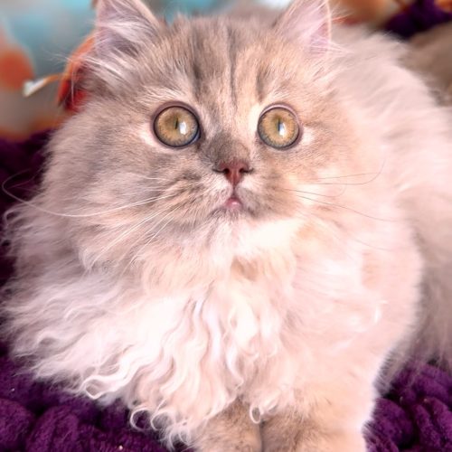 изображение_viber_2025-07-14_21-21-59-022