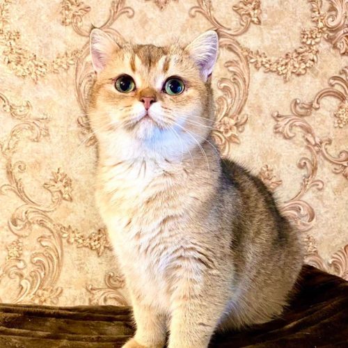 изображение_viber_2025-07-14_21-31-32-409