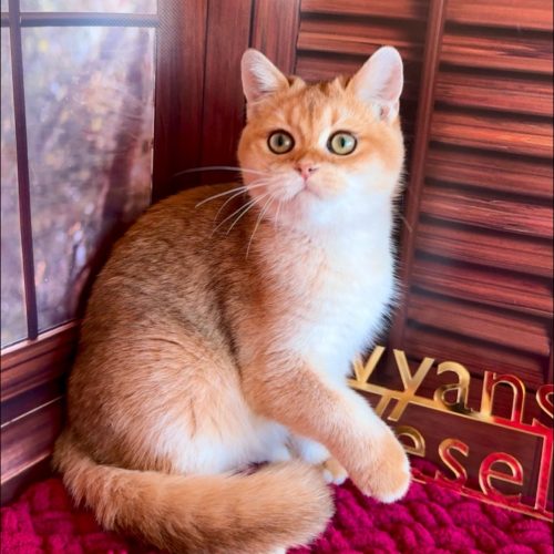 изображение_viber_2025-07-14_23-05-27-015